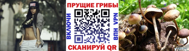 Псилоцибиновые грибы Cubensis  Купить  Кологрив 